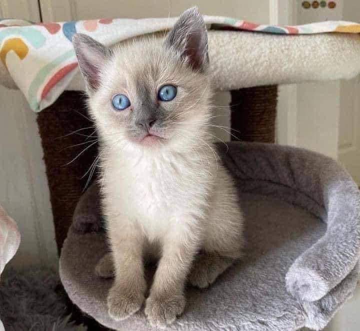 Maine Coon Kitten