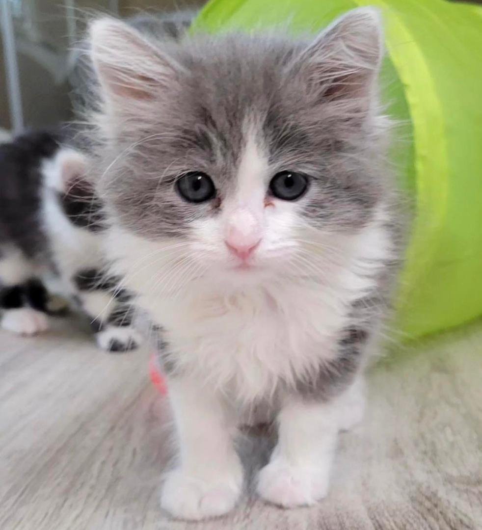Sophie - Cream Maine Coon