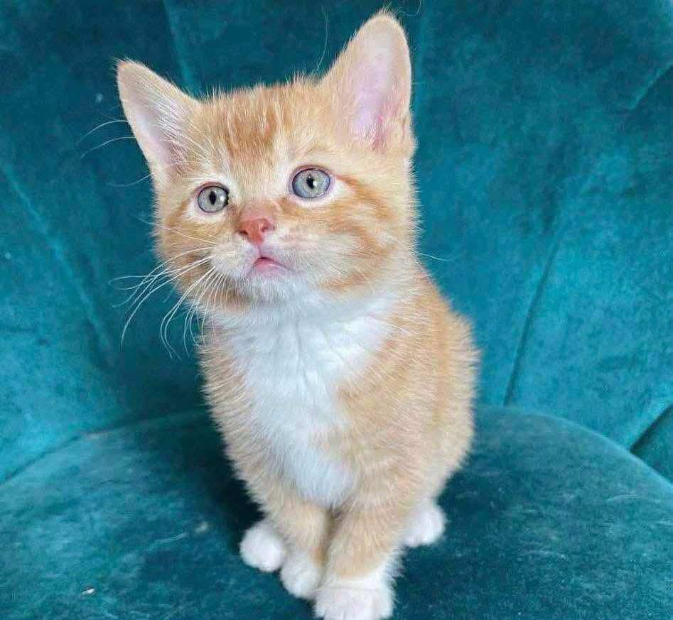 Charlie - Black Maine Coon