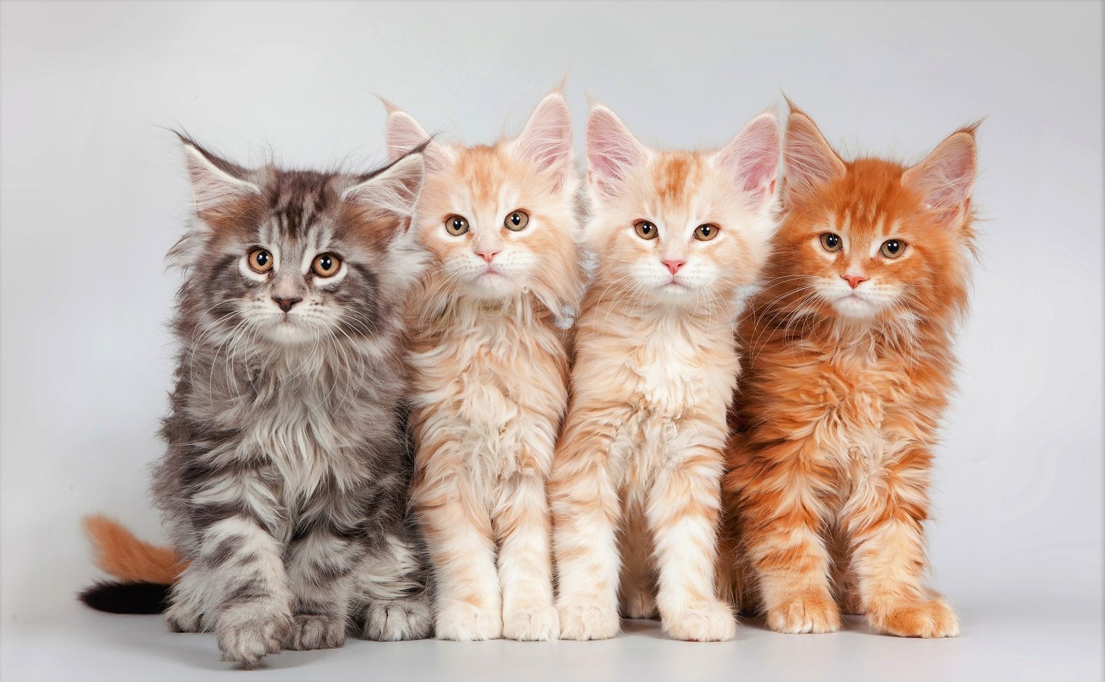 Maine Coon Kittens
